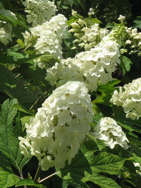Check spelling or type a new query. Hydrangea quercifolia 'Flemygea'(SNOW QUEEN) - The Site ...