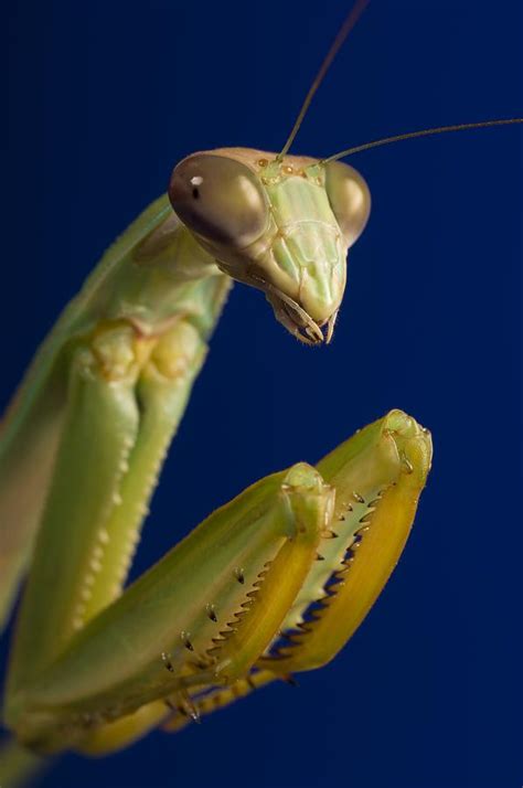 Closeup Of Praying Mantis Photograph By Corey Hochachka Fine Art America