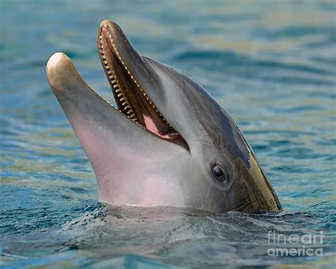 Atlantic Bottlenose Dolphin Photograph By Millard H Sharp Fine Art