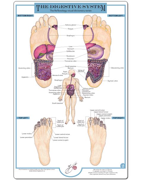 2 Digestive System Reflexology Foot Chart Foot Reflexology Reflexology