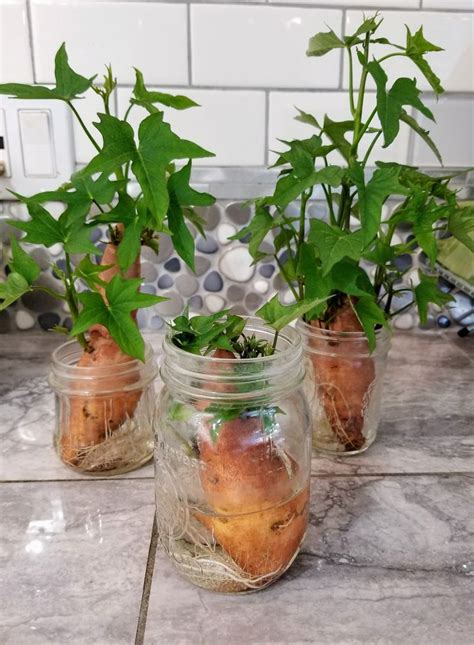 Sprouting Sweet Potatoes — Steemit Growing Sweet Potatoes Sprouting