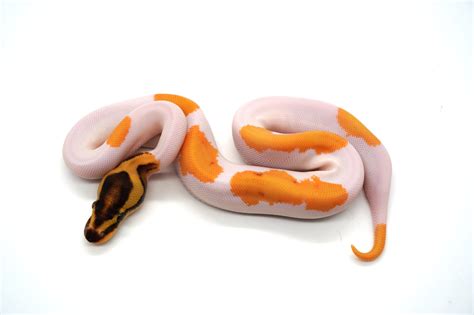 Super Orange Dream Yb Enchi Fire Leopard Pied Ball Python By Ozzy Boids Llc Morphmarket