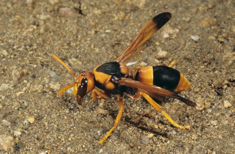 Potter Wasp Queensland Museum