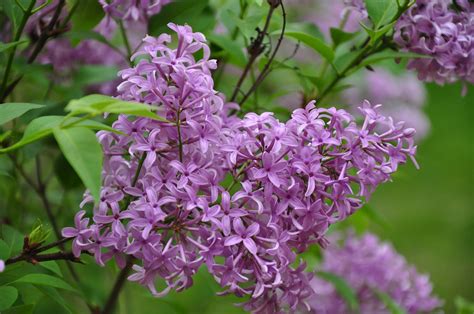 Lilac Dictionary