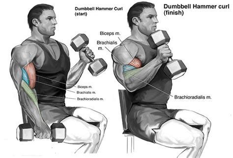 Exercises For Best Biceps Workout Bodydulding