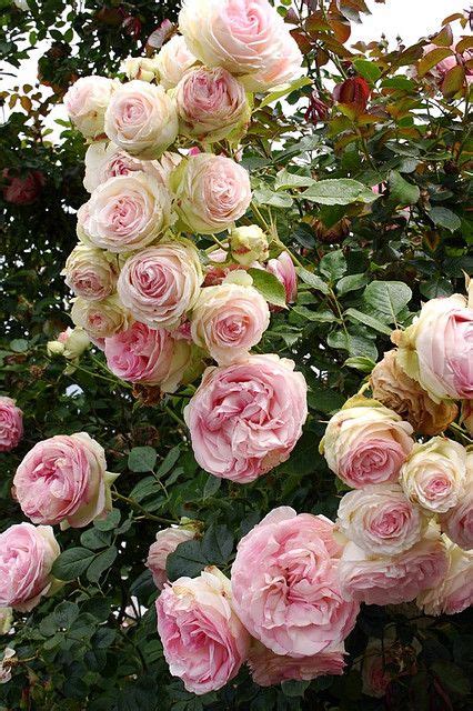 Very Old Fashioned Cabbage Roses Love These Dream Garden Rose Garden
