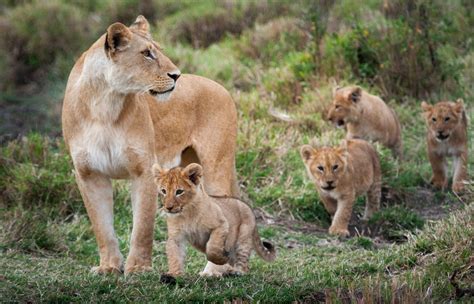 Las unidades familiares pueden incluir hasta tres machos, una docena de hembras y sus crías. Curiosidades increíbles sobre los leones - El león ...