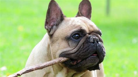These animals can be recommended for those who have children but do not want to have a dog that is too small or huge. French Bulldog - Information, Characteristics, Facts, Names