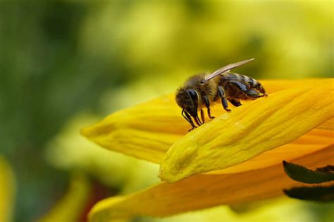 Royalty Free Photo Macro Photography Of Honeybee Perched On Yellow