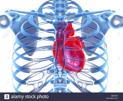 What causes numbness below ribcage after alcohol consumption. Heart within ribcage Stock Photo, Royalty Free Image ...
