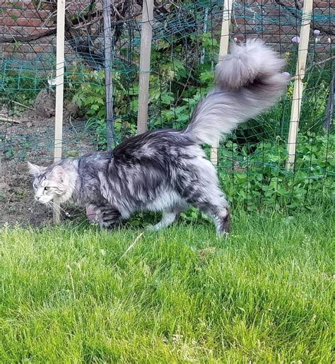 This Fluffy Cat May Have The Worlds Longest Tail Love Meow