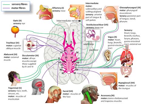 Click This Image To Show The Full Size Version Cranial Nerves Nerve