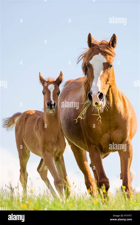 Arabian Horse Yegua Castaña Potro Galopando Pasto Austria Fotografía De