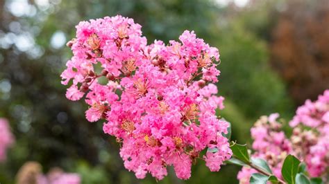 How To Plant Grow And Care For Crape Myrtles