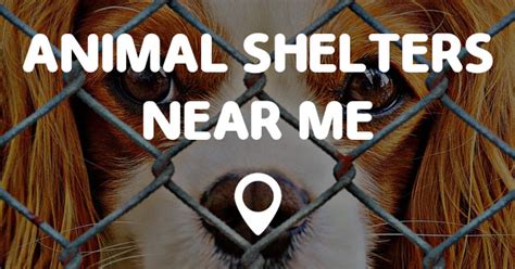 If you're looking to add a pet to your home or family, you might have a certain dropping a dog or cat off at a shelter means that they are safe, given food, and have the chance to be rehomed with a loving family. ANIMAL SHELTERS NEAR ME - Points Near Me