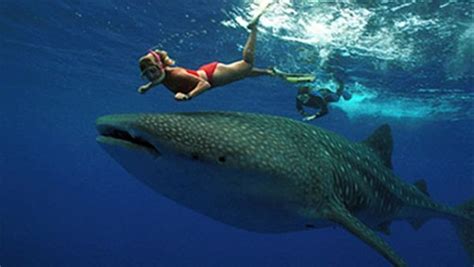 Exploring The Majestic World Of Whale Sharks A Guide To Scuba Diving With The Largest Fish In