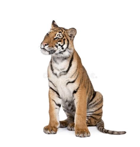 Photo About Portrait Of Bengal Tiger Panthera Tigris Tigris 1 Year