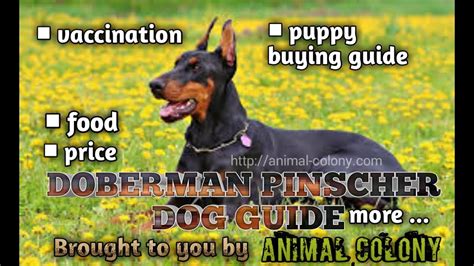 The doberman pinscher was first registered by the akc in 1908 and was grouped as working. DOBERMAN PINCHER DOG GUIDE || FOOD || PUPPY BUYING ...