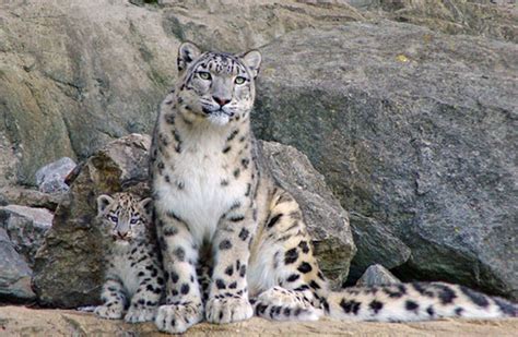International Snow Leopard Trust Goodworld Power Your Cause