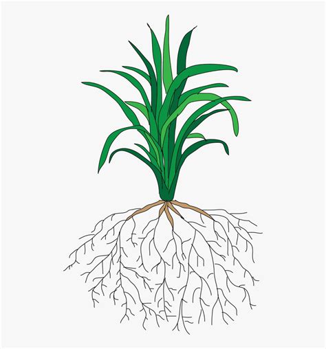 Plant With Roots Clipart Black And White Roots Clipart Tree Plant