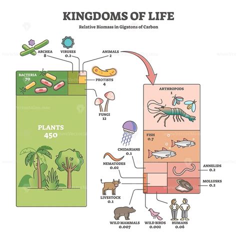 Kingdoms Of Life As Labeled Biological Nature Classification Outline
