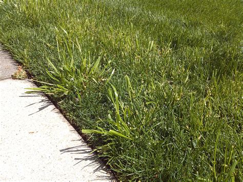 Broadleaf Weed Control — Marks Lawn Service Inc