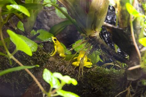 Small Frogs In Vancouver Aquarium Stock Image Image Of Tropical