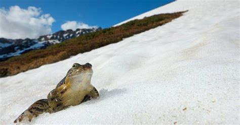 Tywkiwdbi Tai Wiki Widbee Snow Frogs