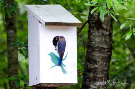 Backyard Bluebird Nest Boxes William Wise Photography
