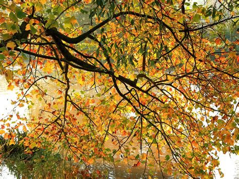 Wallpaper Sunlight Branch Foliage Autumn Leaf Season Branches