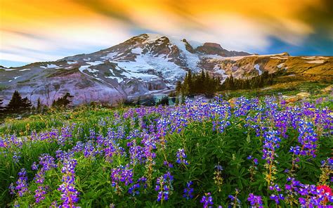 Hd Wallpaper Sunrise Spring Landscape Of Snow Mountain Meadow Flowers