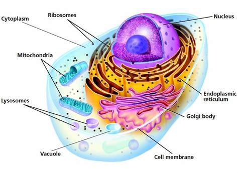 Maybe you would like to learn more about one of these? 10 best cell projects images on Pinterest | School ...