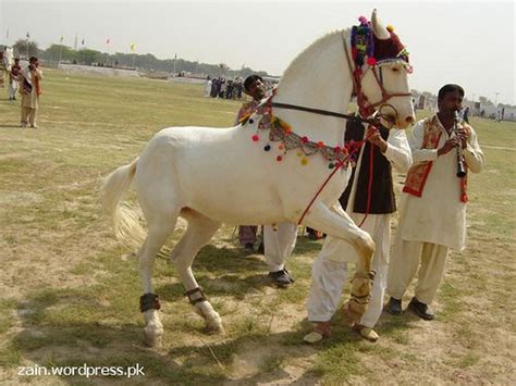 The Horse Dance Pakistan Horse Dance Horses All Horse Breeds