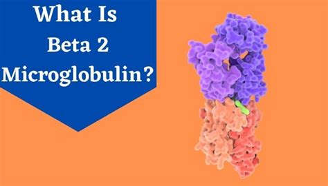 Beta 2 Microglobulin Overview Purpose And Procedure Livlong