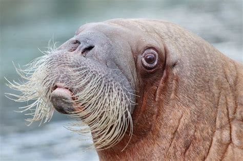Stop What Youre Doing And Watch This Live Walrus Cam Walrus Animals