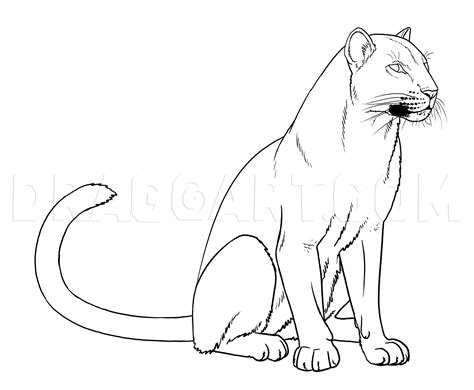 How To Draw Panthers Black Panthers Step By Step Drawing Guide By