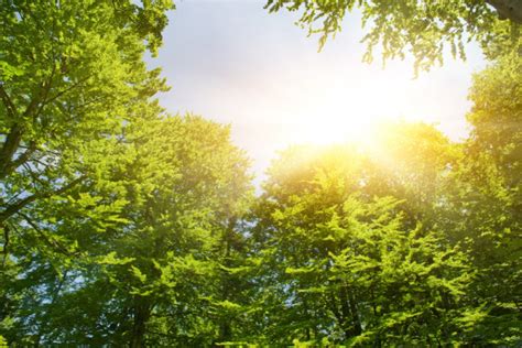 Sunshine In A Forest — Stock Photo © Nejron 2085858