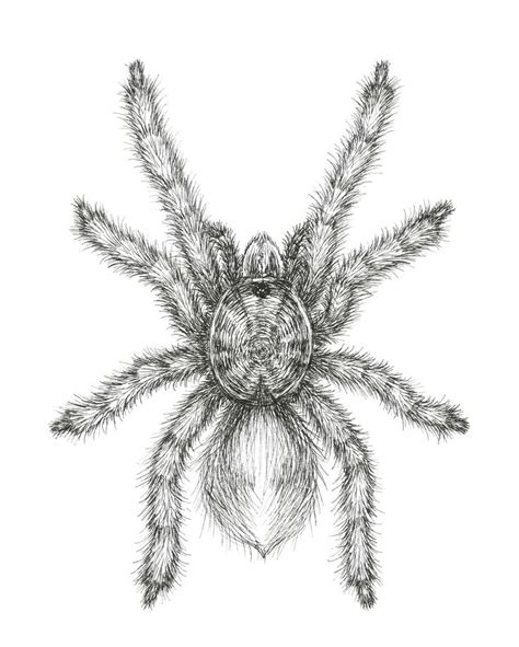 Curlyhair Tarantula Drawing Available In Redbubble And Society6