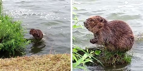 Guy Cant Help But Stop And Stare At Beaver Having A Bath Like A Human