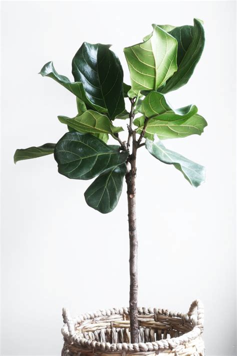 How To Branch Fiddle Leaf Figs Notching Vs Pruning — Greenhouse Studio