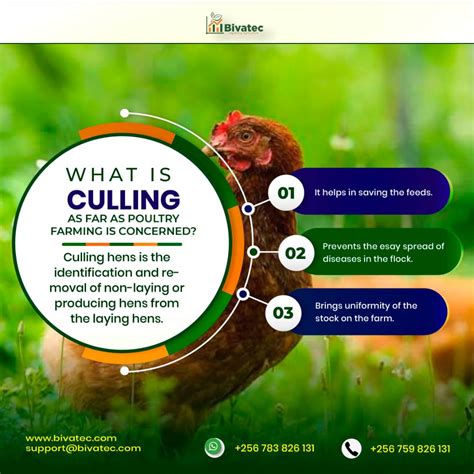 The Importance Of Culling In Modern Poultry Farming An Overview