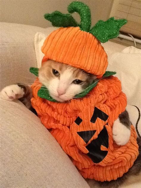 Kitty Pumpkin Catsfunny Funnycats Lolcats Pet Halloween Costumes
