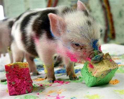 10 Times Pigs Were Way Cuter Than Bacon Tastes Cute Animals Baby
