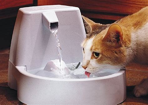Some cats benefit from a slow feed or elevated cat bowl to aid with weight loss or digestive issues. 9 Helpful Products For Senior Cats | Cat water fountain ...