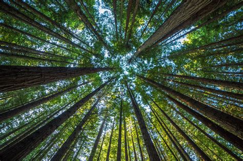 Scientists Say Theyll Plant 1 Billion Trees By 2028 Using