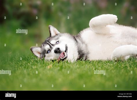 Funny Husky Dog Lying On The Grass With His Tongue Hanging Out Stock