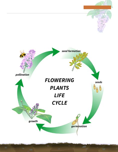 Download Flowering Plant Life Cycle Diagram For Free Formtemplate