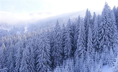 Snowy Fir Trees Forest Snow Covered Pine Trees Seasons Winter Trees