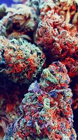 Pictures of Best Marijuana Buds Pictures