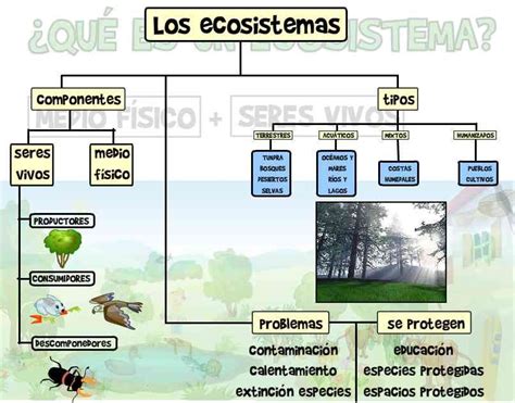 Mapa Conceptual De Ecosistema Para Ni Os Mapaco